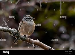 Image result for Emberiza cia