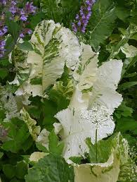 Attēlu rezultāti vaicājumam “Armoracia rusticana flower”