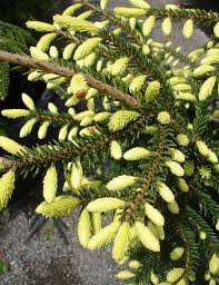 Attēlu rezultāti vaicājumam “Picea orientalis”