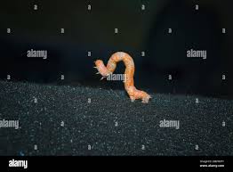 Attēlu rezultāti vaicājumam “Erannis defoliaria imago”