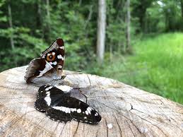 Attēlu rezultāti vaicājumam “Apatura iris male”