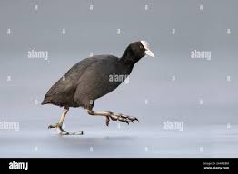 Attēlu rezultāti vaicājumam “Fulica atra adult”