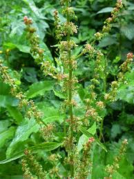 Attēlu rezultāti vaicājumam “Rumex obtusifolius flower”