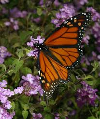 Image result for monarch butterfly