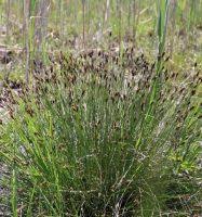 Attēlu rezultāti vaicājumam “Schoenus ferrugineus flower”