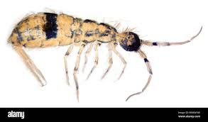 Attēlu rezultāti vaicājumam “Orchesella sp.”