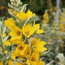 Attēlu rezultāti vaicājumam “Lysimachia punctata”