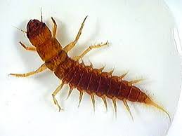 Attēlu rezultāti vaicājumam “Megaloptera”