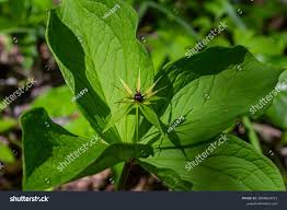 Attēlu rezultāti vaicājumam “Paris quadrifolia”