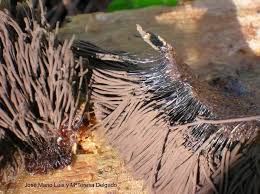 Attēlu rezultāti vaicājumam “Stemonitis fusca young”