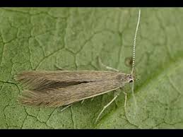 Attēlu rezultāti vaicājumam “Coleophora alticolella”