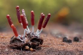 Attēlu rezultāti vaicājumam “Stemonitopsis typhina macro”