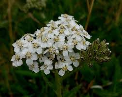 Attēlu rezultāti vaicājumam “Achillea millefolium flower”
