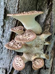 Attēlu rezultāti vaicājumam “Polyporus squamosus”