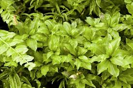 Attēlu rezultāti vaicājumam “Plagiomnium elatum”