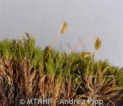 Attēlu rezultāti vaicājumam “Bryum funkii macro”