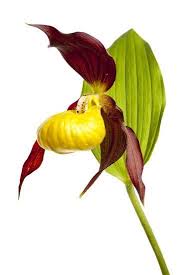 Attēlu rezultāti vaicājumam “Cypripedium calceolus flower”