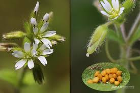 Attēlu rezultāti vaicājumam “Cerastium holosteoides fruit”