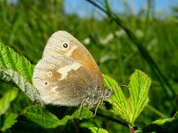 Attēlu rezultāti vaicājumam “Coenonympha tullia”