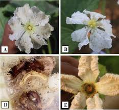 Attēlu rezultāti vaicājumam “Epuraea sp.”