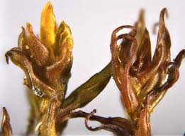 Attēlu rezultāti vaicājumam “Schistidium robustum”