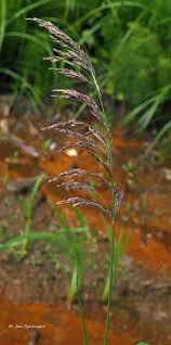 Attēlu rezultāti vaicājumam “Calamagrostis purpurea flower”