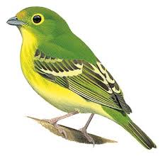 Attēlu rezultāti vaicājumam “Chloris chloris”