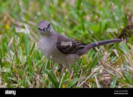 Image result for Mimus polyglottos