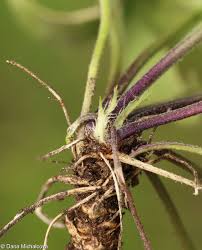 Attēlu rezultāti vaicājumam “Viola collina”