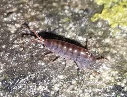 Attēlu rezultāti vaicājumam “Cribraria argillacea young”