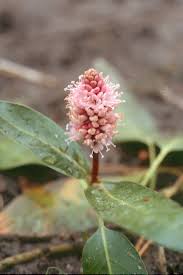 Attēlu rezultāti vaicājumam “Polygonum amphibium leaf”