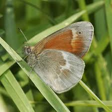 Attēlu rezultāti vaicājumam “Coenonympha tullia”