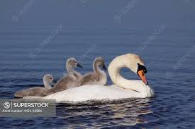 Attēlu rezultāti vaicājumam “Cygnus cygnus adult”