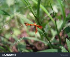 Attēlu rezultāti vaicājumam “Cnaemidophorus rhododactyla”