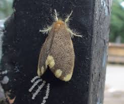 Attēlu rezultāti vaicājumam “Spilosoma sp.”