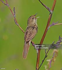 Image result for Locustella naevia