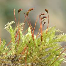 Attēlu rezultāti vaicājumam “Brachytheciastrum velutinum sporophyte”