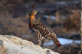 Attēlu rezultāti vaicājumam “Tetrao urogallus female”