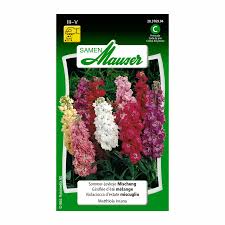 Image result for Levkoje