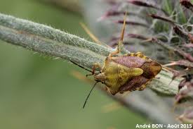 Attēlu rezultāti vaicājumam “Carpocoris sp. nymph”