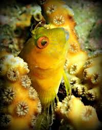 Attēlu rezultāti vaicājumam “Dianema nivale macro”