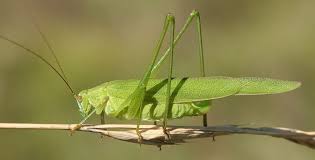 Attēlu rezultāti vaicājumam “Phaneroptera falcata”