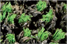 Attēlu rezultāti vaicājumam “Gymnocolea inflata”