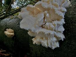 Attēlu rezultāti vaicājumam “Hericium cirrhatum”