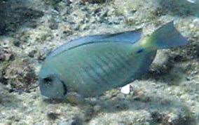Image result for Acanthurus chirurgus