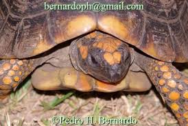 Attēlu rezultāti vaicājumam “Licea chelonoides”