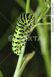 Attēlu rezultāti vaicājumam “Papilio machaon larva”