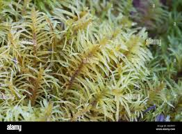 Attēlu rezultāti vaicājumam “Helodium blandowii”