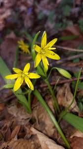 Attēlu rezultāti vaicājumam “Gagea lutea”