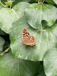 Attēlu rezultāti vaicājumam “Pararge aegeria”